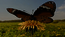 thumbnail of bitstream