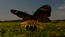 thumbnail of bitstream